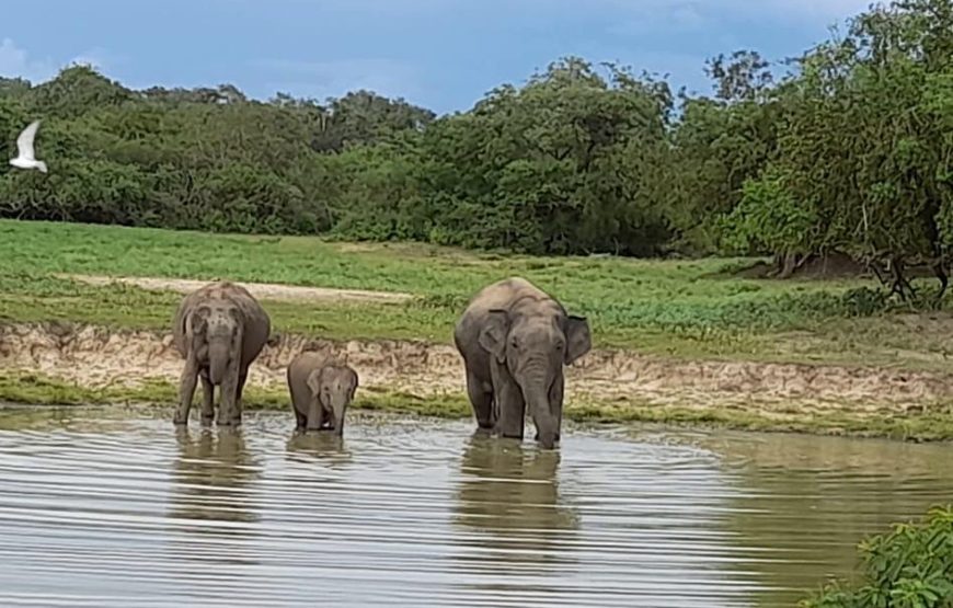Wildlife and Nature Tour 10-Day