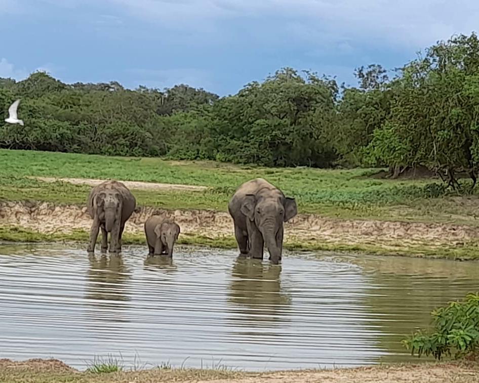Day 5 – Ella to Tissamaharama / Yala