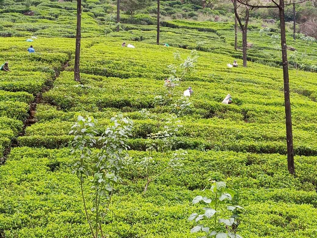 Day 5 – Tea Country | Nuwara Eliya