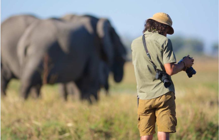 Wildlife Safaris
