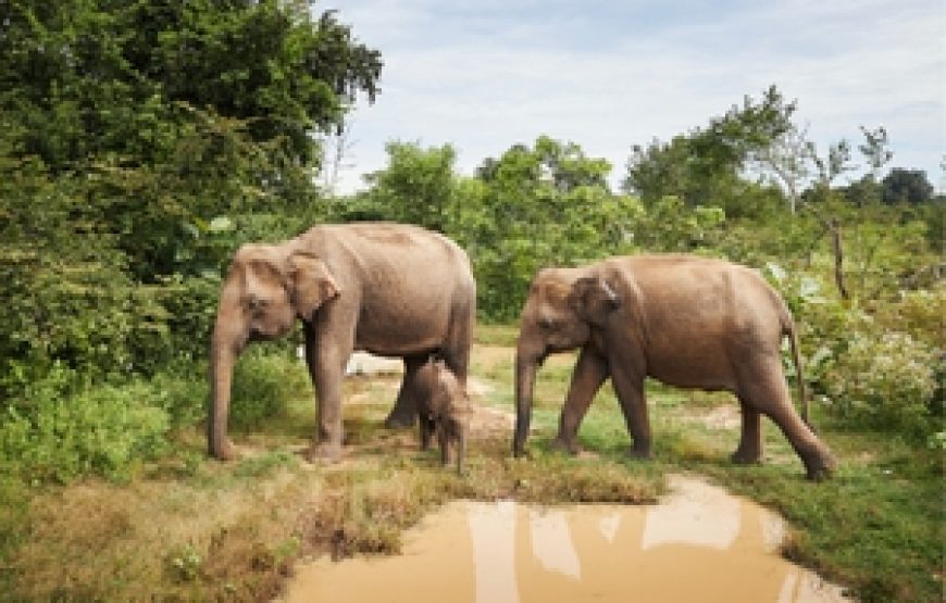 Grand Tour of Sri Lanka