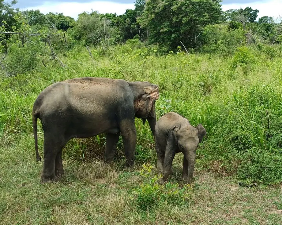 Day 9: Ella → Yala National Park